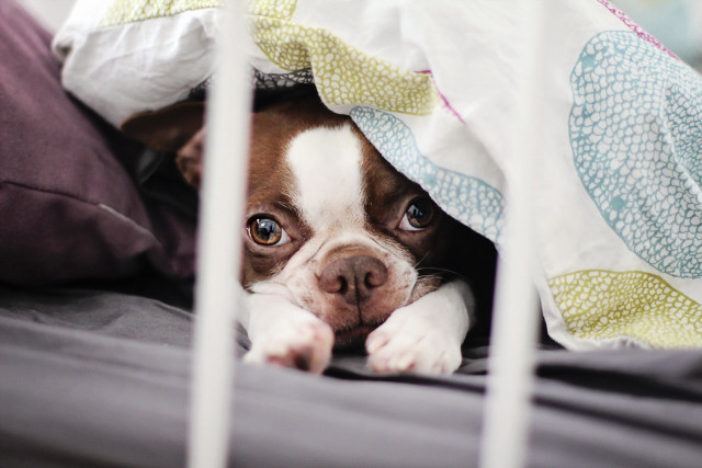 Dog hiding blanket bed pillow free wallpaper - medium preview image