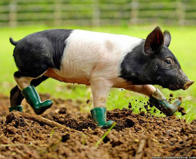 Pig digging dirt green boots free wallpaper - medium preview image