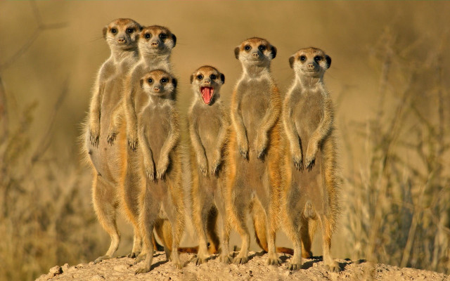 Meerkats hill mouths open group free wallpaper - medium preview image