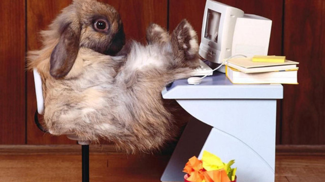 Stuffed rabbit desk computer books free wallpaper - medium preview image