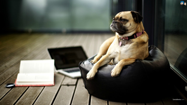 Shiba inu dog beanbag laptop free wallpaper - medium preview image