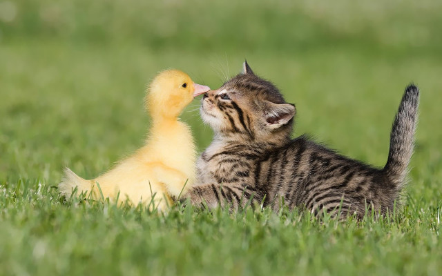 Kitten duckling grass together cute free wallpaper - medium preview image