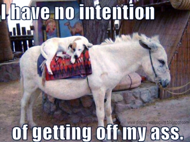 White horse dog back caption free wallpaper - medium preview image