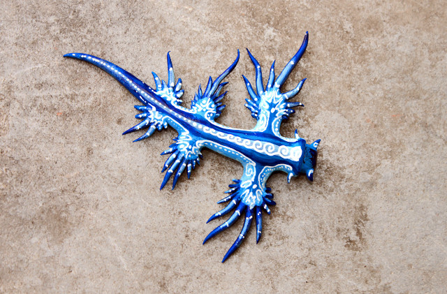 Blue lizard tan surface extended free wallpaper - medium preview image