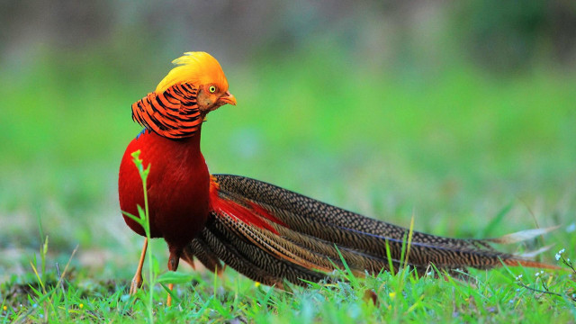 Yellow head orange feathers grass free wallpaper - medium preview image