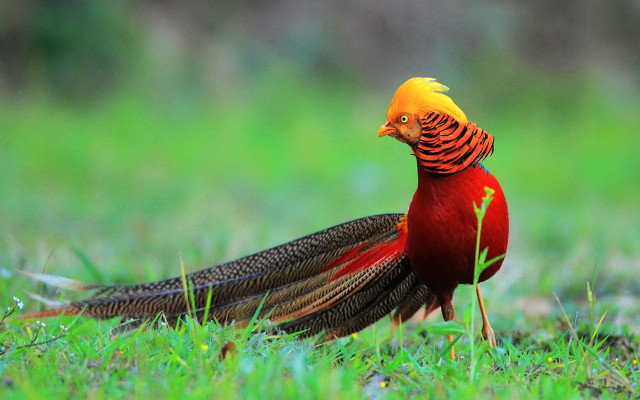 Yellow head red feathers bird free wallpaper - medium preview image