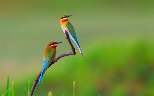Colorful birds sitting branch grass #2 free wallpaper - medium preview image