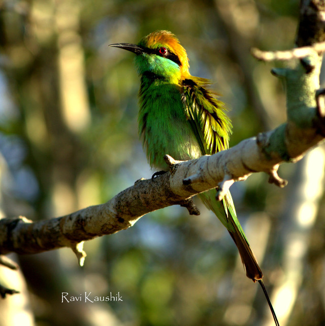Small bird branch tree sunlight free wallpaper - medium preview image
