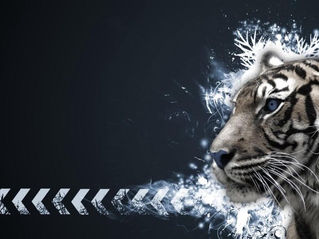 White tiger blue eyes black free wallpaper - medium preview image