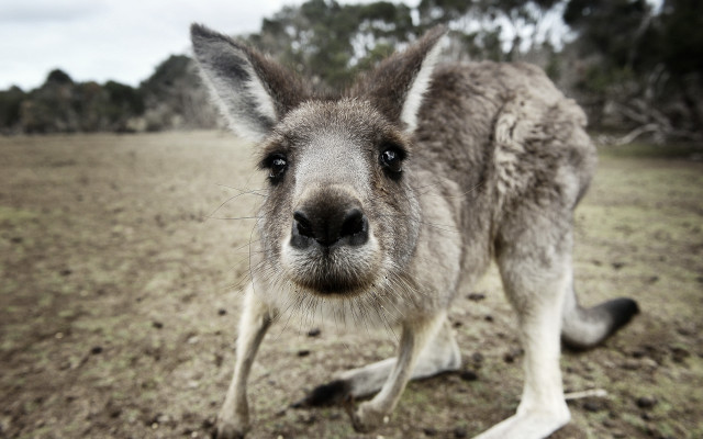 Kangaroo closeup field trees sky free wallpaper - medium preview image