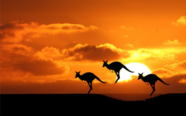 Kangaroos running field sunset sun free wallpaper - medium preview image