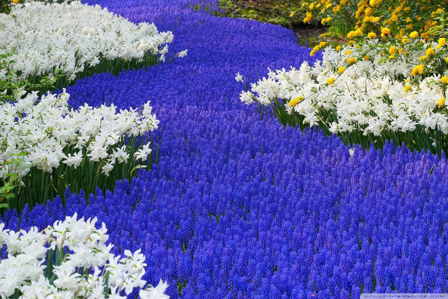 Garden blue path flower field free wallpaper - medium preview image
