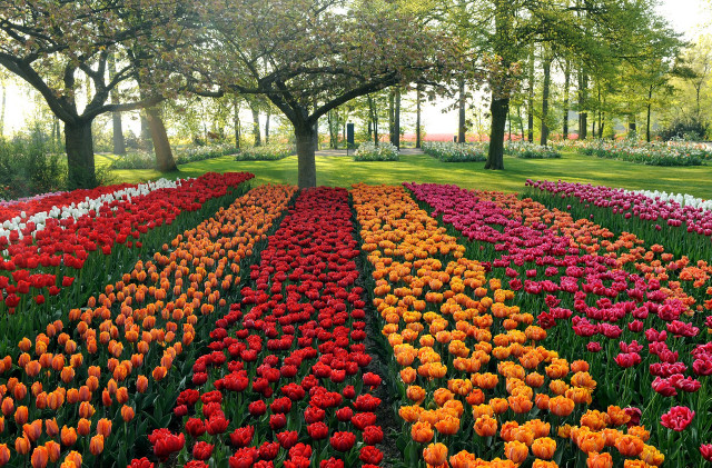 Field flowers trees bench middle free wallpaper - medium preview image