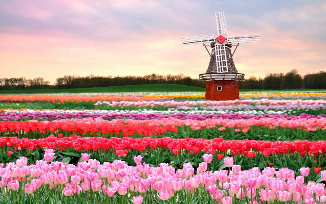 Windmill tulips sunset pink white free wallpaper - medium preview image