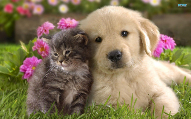 Puppy cat laying grass together free wallpaper - medium preview image