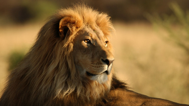 Lion mane brown face wildlife free wallpaper - medium preview image