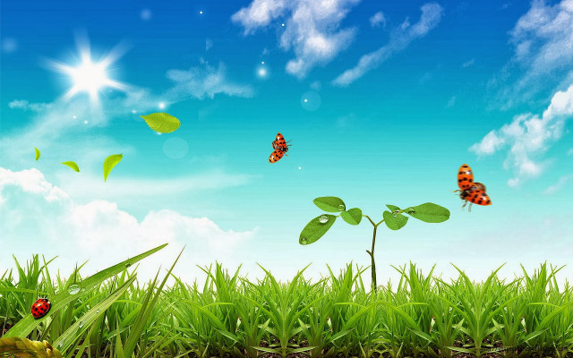Field grass butterflies blue sky #3 free wallpaper - medium preview image