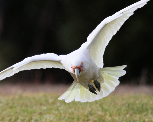 White bird red beak flying #2 free wallpaper - medium preview image