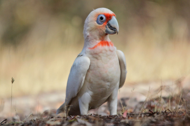 White red bird grass dirt free wallpaper - medium preview image