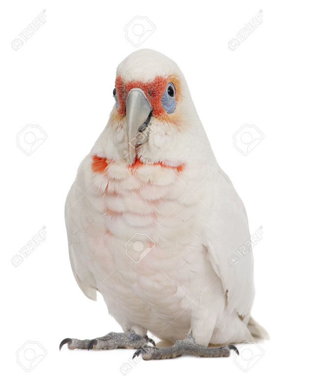 White parrot red beak blue free wallpaper - medium preview image