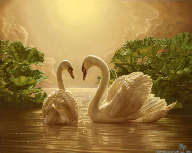 Swans swimming lake trees clouds free wallpaper - medium preview image