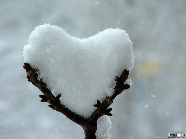 Heart shaped snow branch blurry free wallpaper - medium preview image