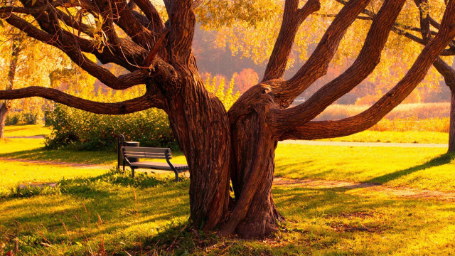 Bench tree park grass trees free wallpaper - medium preview image