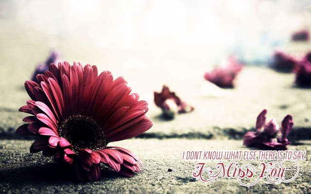 Red flower on ground with free wallpaper - medium preview image