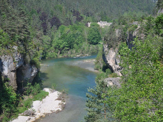 River flowing lush green forest free wallpaper - medium preview image
