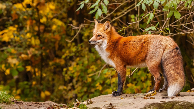Red fox rock forest trees free wallpaper - medium preview image