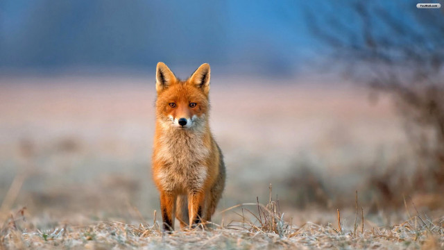 Red fox field grass blurry free wallpaper - medium preview image