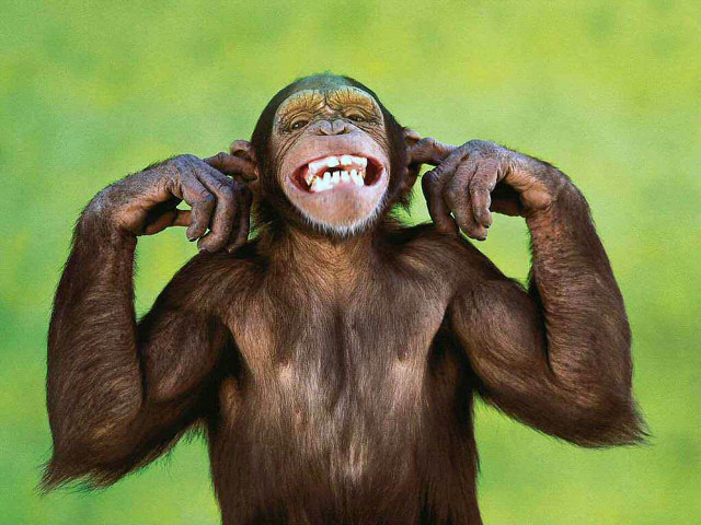 Monkey hands head green background free wallpaper - medium preview image