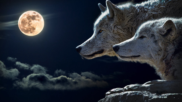 White wolves moon clouds dark free wallpaper - medium preview image