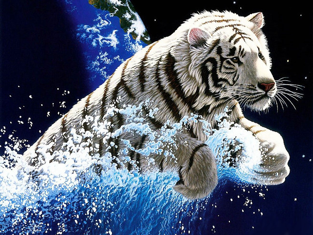 White tiger water blue background free wallpaper - medium preview image