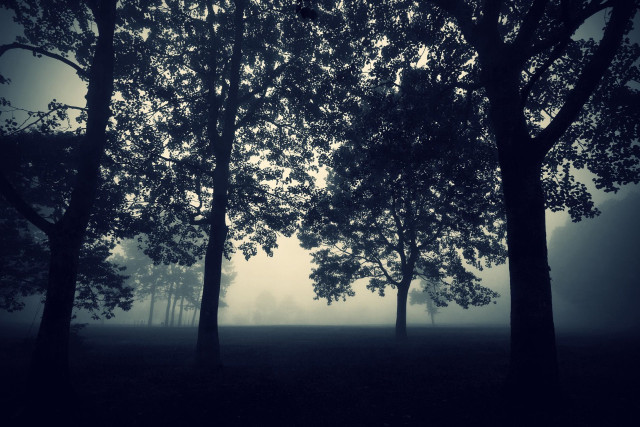 Foggy forest trees bench foreground free wallpaper - medium preview image
