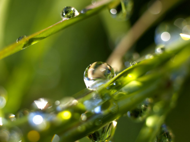 Plant water drops macro bokeh #2 free wallpaper - medium preview image