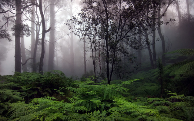 Forest green plants trees foggy free wallpaper - medium preview image