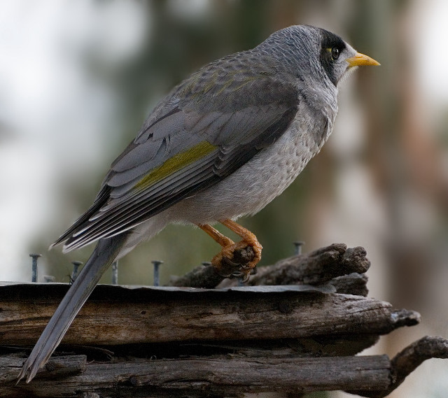 Bird perched wood yellow beak free wallpaper - medium preview image