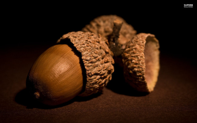 Nut shell table dark background free wallpaper - medium preview image