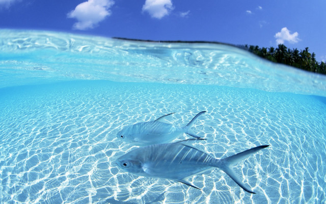 Fish swimming water shoreline trees free wallpaper - medium preview image