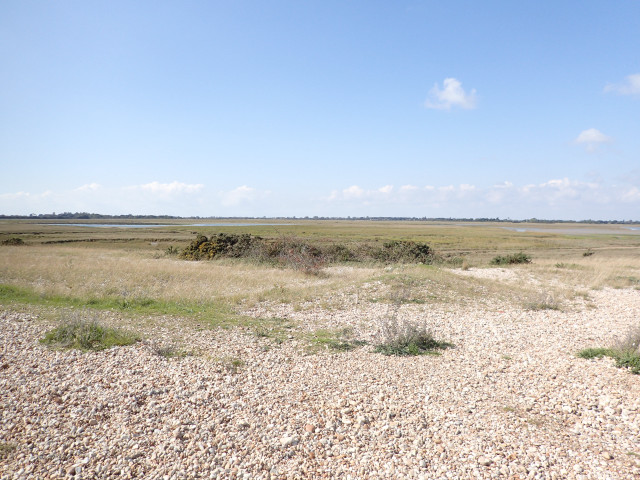 Field dirtroad bushes blue sky free wallpaper - medium preview image