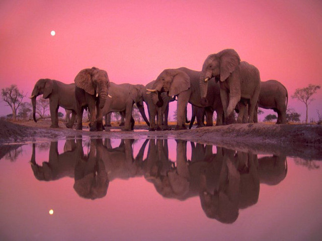 Elephants water sunset pink sky free wallpaper - medium preview image