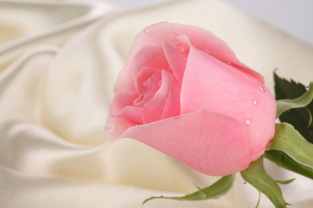Pink rose water droplets white free wallpaper - medium preview image