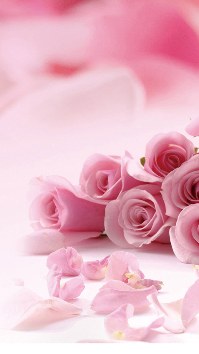 Pink roses white surface scattered free wallpaper - medium preview image
