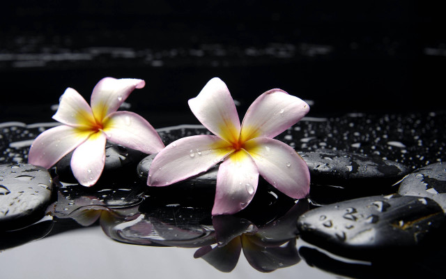 Pink flowers black surface water free wallpaper - medium preview image
