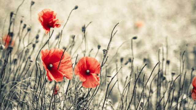 Red flowers gray background blurry free wallpaper - medium preview image