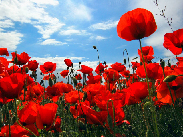Red flower field blue sky #7 free wallpaper - medium preview image