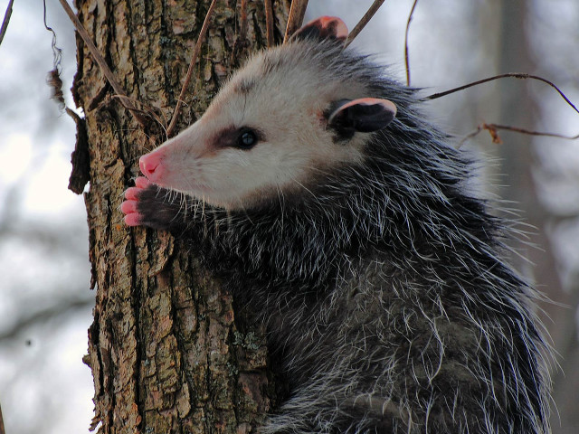 Small animal tongue tree trunk free wallpaper - medium preview image