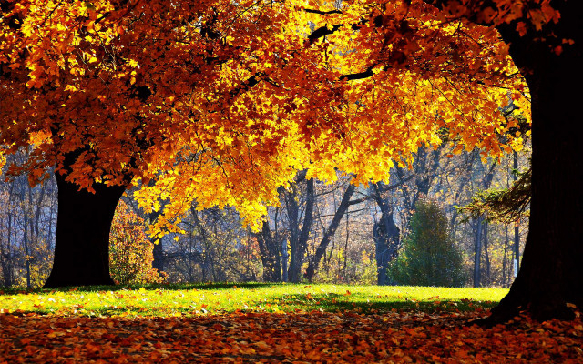 Park trees leaves bench nature #3 free wallpaper - medium preview image