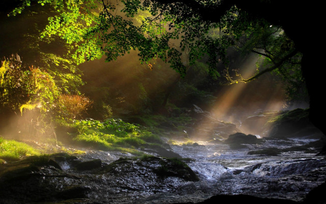 Stream forest sunlight trees water free wallpaper - medium preview image